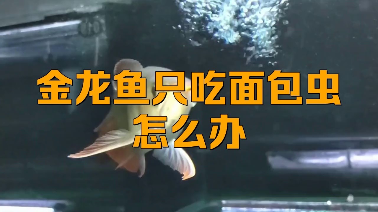 金龍魚可以吃面包蟲嗎