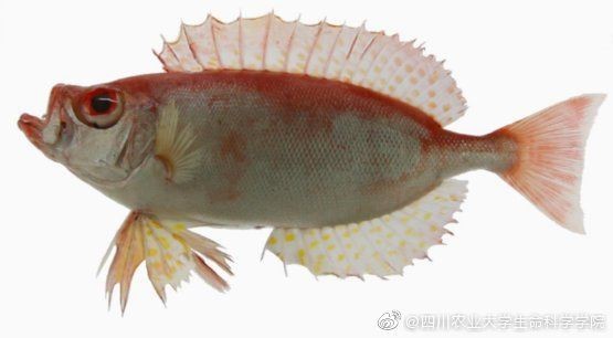 紅大眼魚圖片