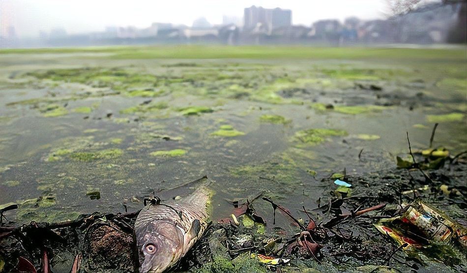 石爬子魚圖片