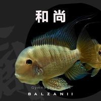 七彩和尚食土鯛長多大