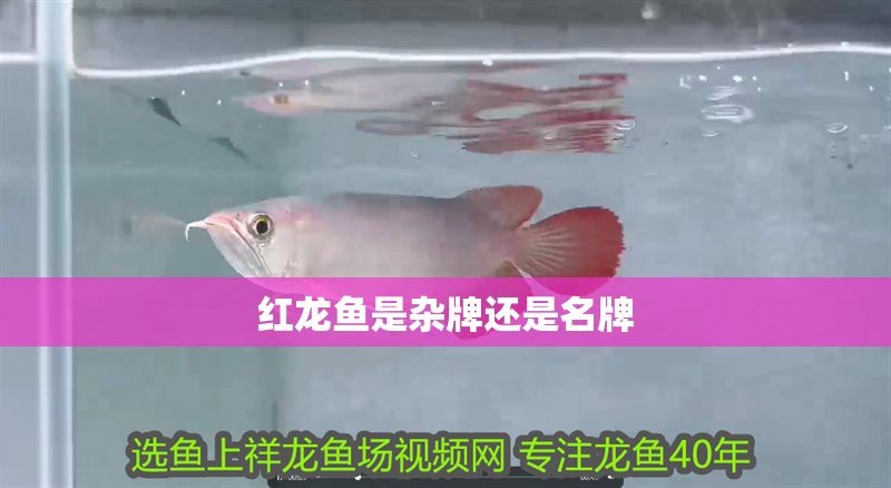 帝龍紅龍魚是雜牌子嗎