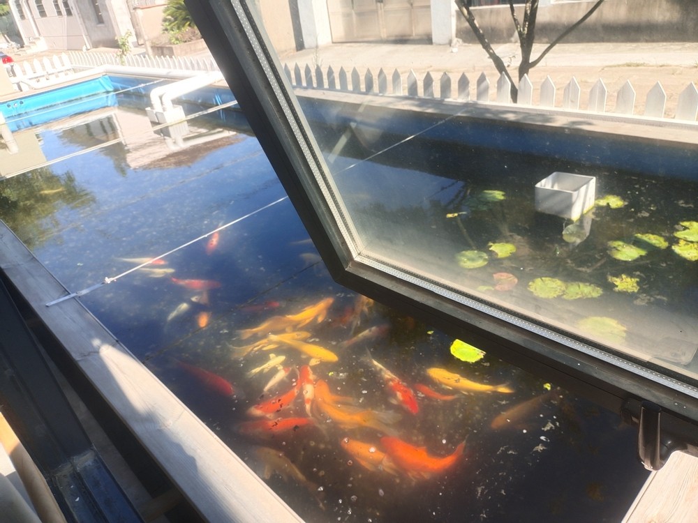 錦鯉池的所有空間都是用來養魚的