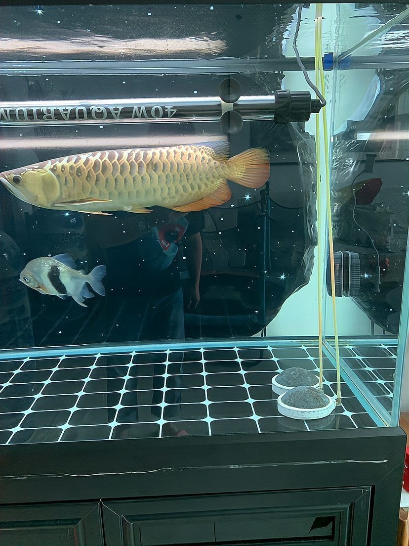 龍魚的溫度一般要開幾度的燈