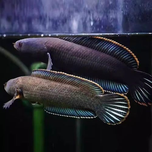 最普通的雷龍魚(yú)圖片及價(jià)格