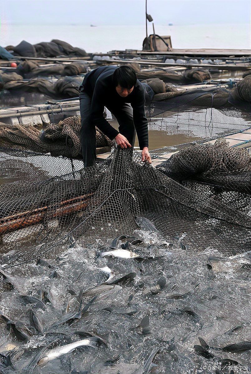 魚缸水渾有什么辦法（如何正確使用凈水劑魚缸水草養護技巧） 魚缸水渾有什么辦法（如何正確使用凈水劑魚缸水草養護技巧） 魚缸百科 第5張