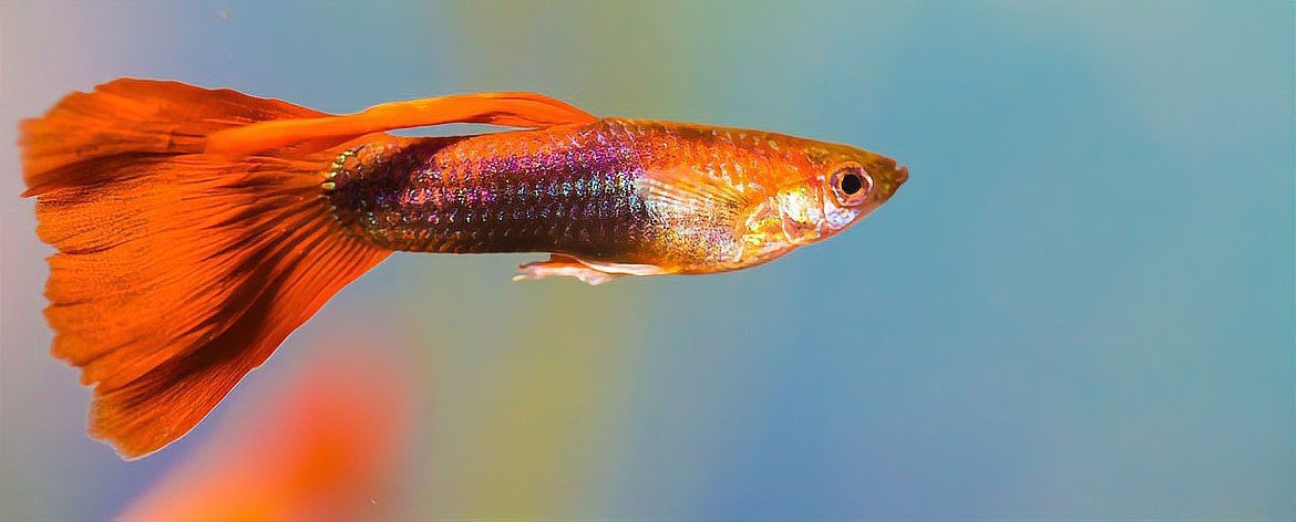 紅箭魚吃孔雀魚嗎