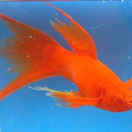 紅箭魚吃孔雀魚嗎
