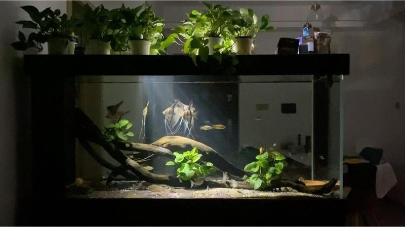 紅箭魚吃孔雀魚嗎