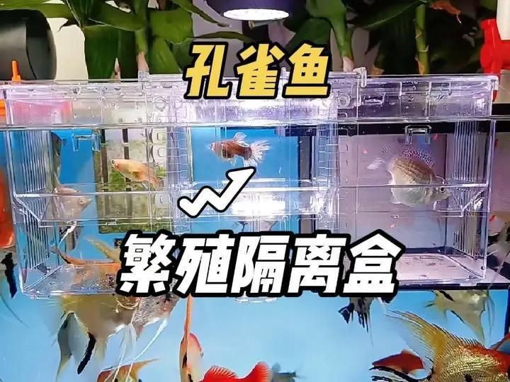 紅箭魚吃孔雀魚嗎