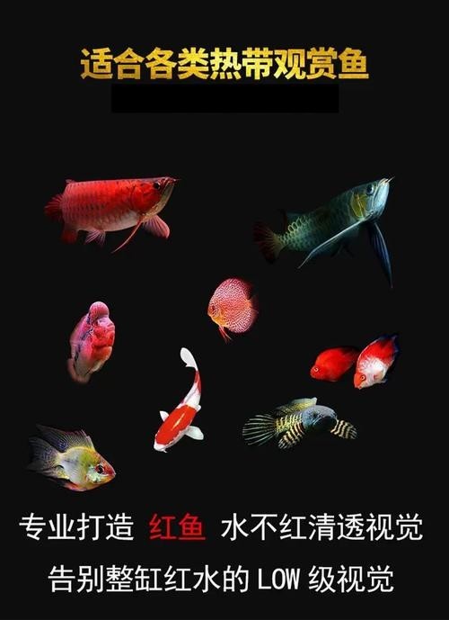 龍魚燈光擺放位置圖片欣賞
