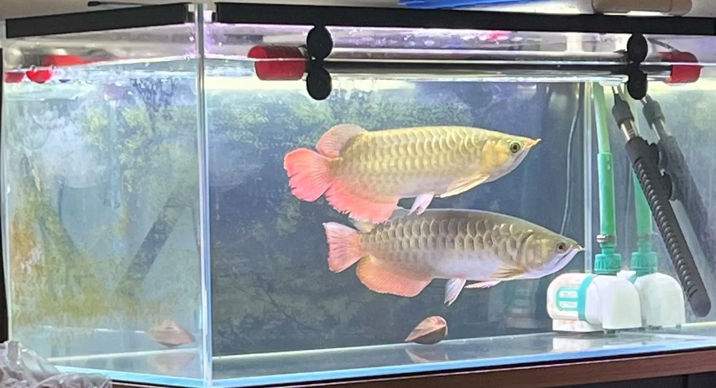 龍魚燈光擺放位置圖片欣賞
