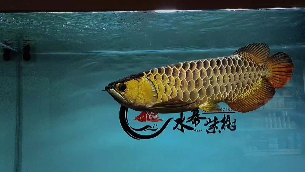 水幕金古典～昆侖