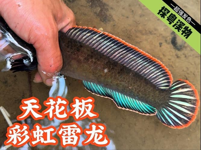 臘彩雷龍魚資料 龍魚百科 第3張 臘彩雷龍魚資料 臘彩雷龍魚資料 龍魚百科 第3張