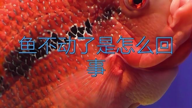 龍魚(yú)總是趴缸底不動(dòng)怎么回事