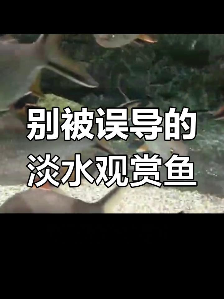 龍魚飼養(yǎng)中哪些品種最昂貴？