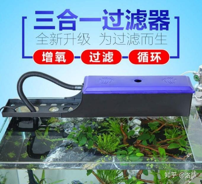 養(yǎng)兩條龍魚不是一般人