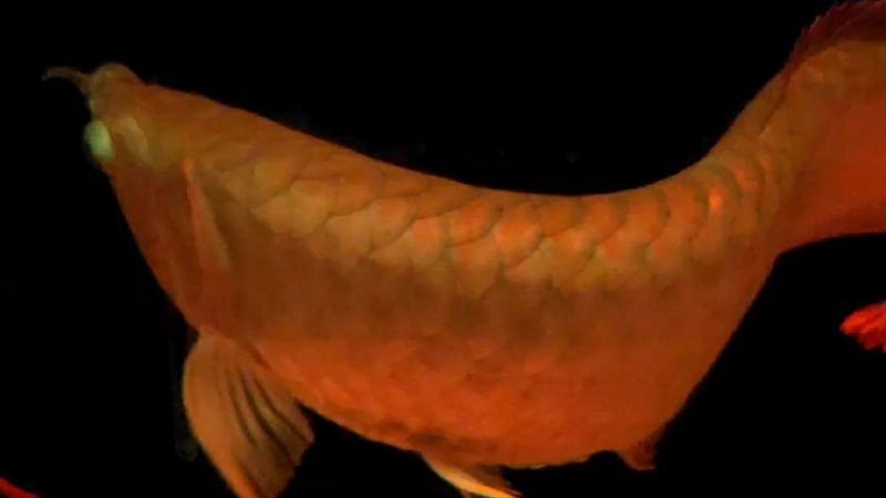 養(yǎng)兩條龍魚不是一般人