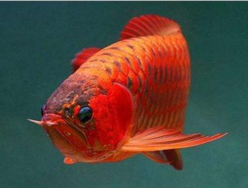 紅色金龍魚圖片高清