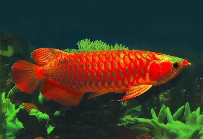 紅色金龍魚圖片高清