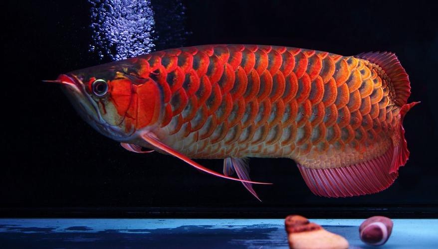 紅色金龍魚圖片高清