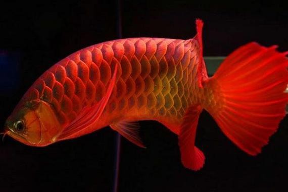 紅色金龍魚圖片高清