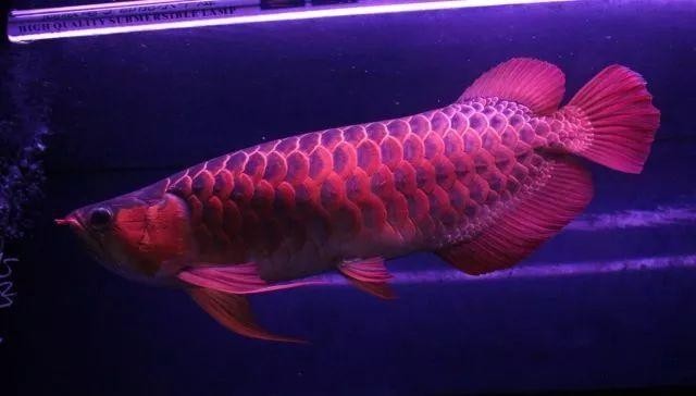 龍魚什么樣的狀態最高