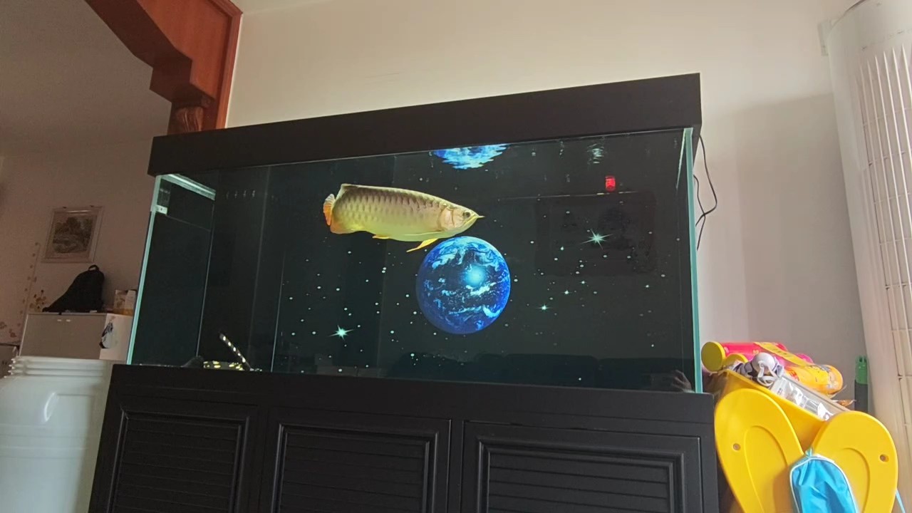 晝夜溫差較大友友們注意魚缸溫度哦