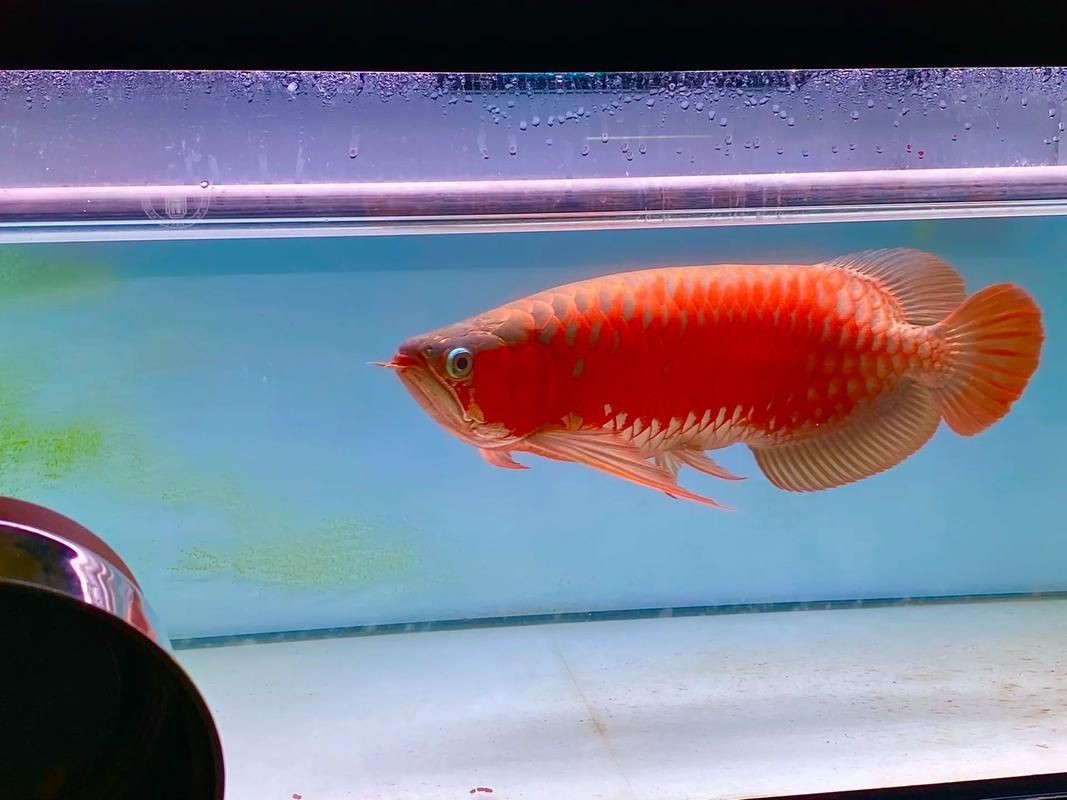 紅龍王圖片