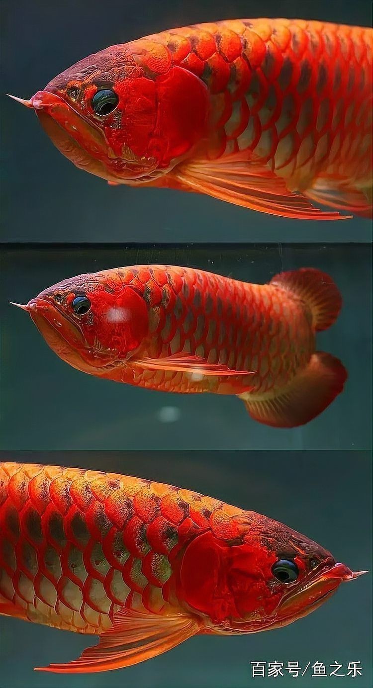 紅龍王圖片