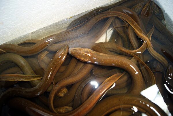 七星魚6大害處