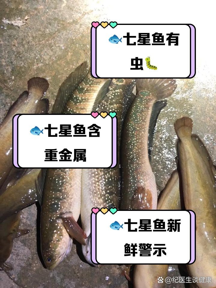 七星魚6大害處