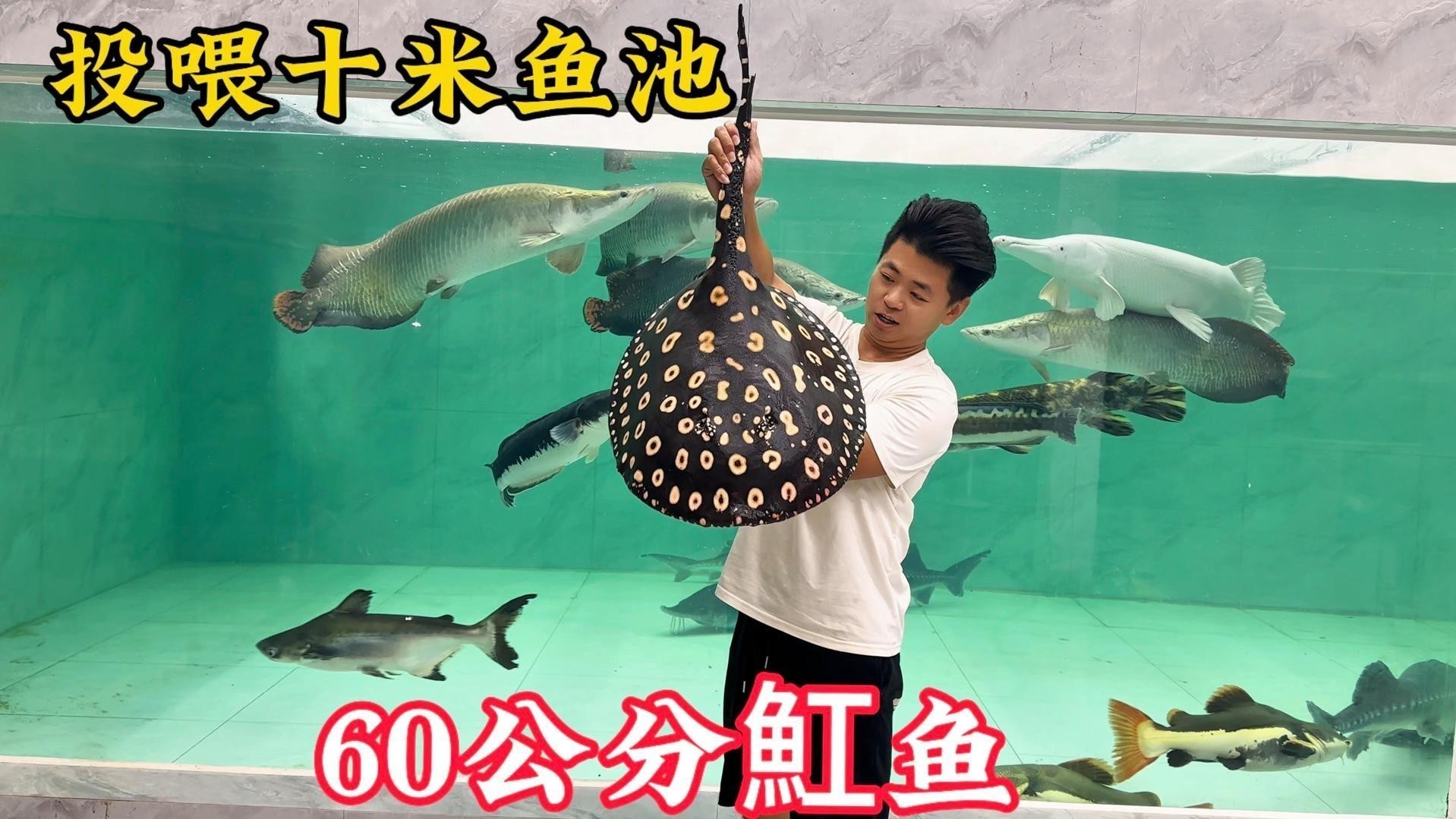 龍龍還有哪些養魚視頻？