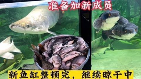 龍龍還有哪些養魚視頻？