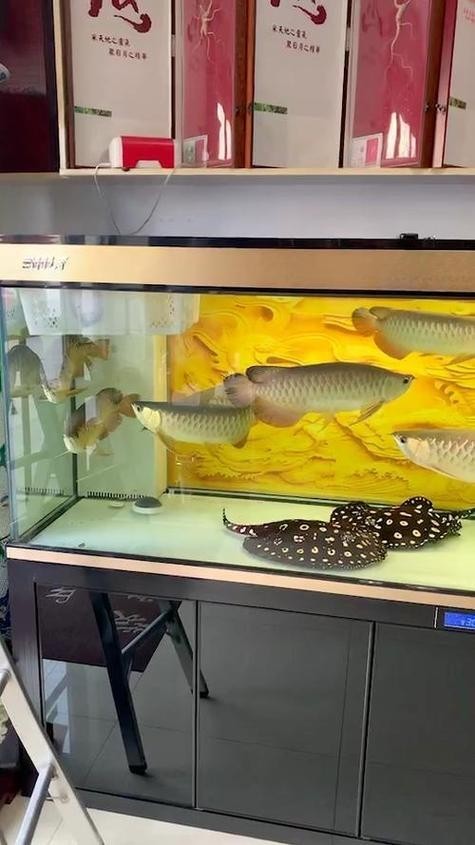 龍魚缸怎么選擇好壞圖片