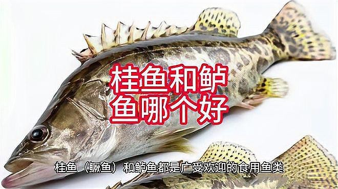 桂魚跟鱸魚哪個好