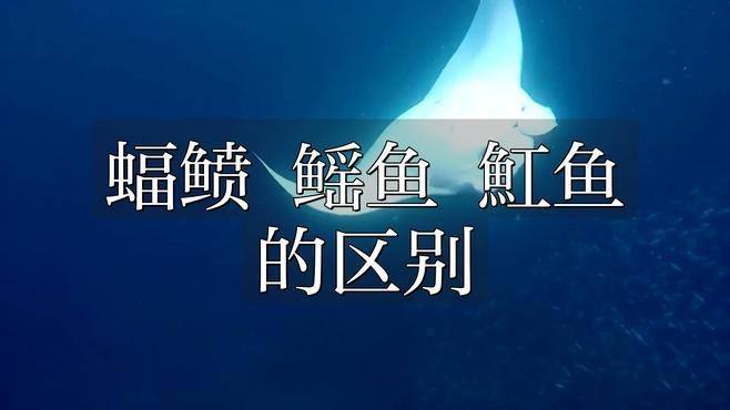蝠鲼跟鰩魚的區別