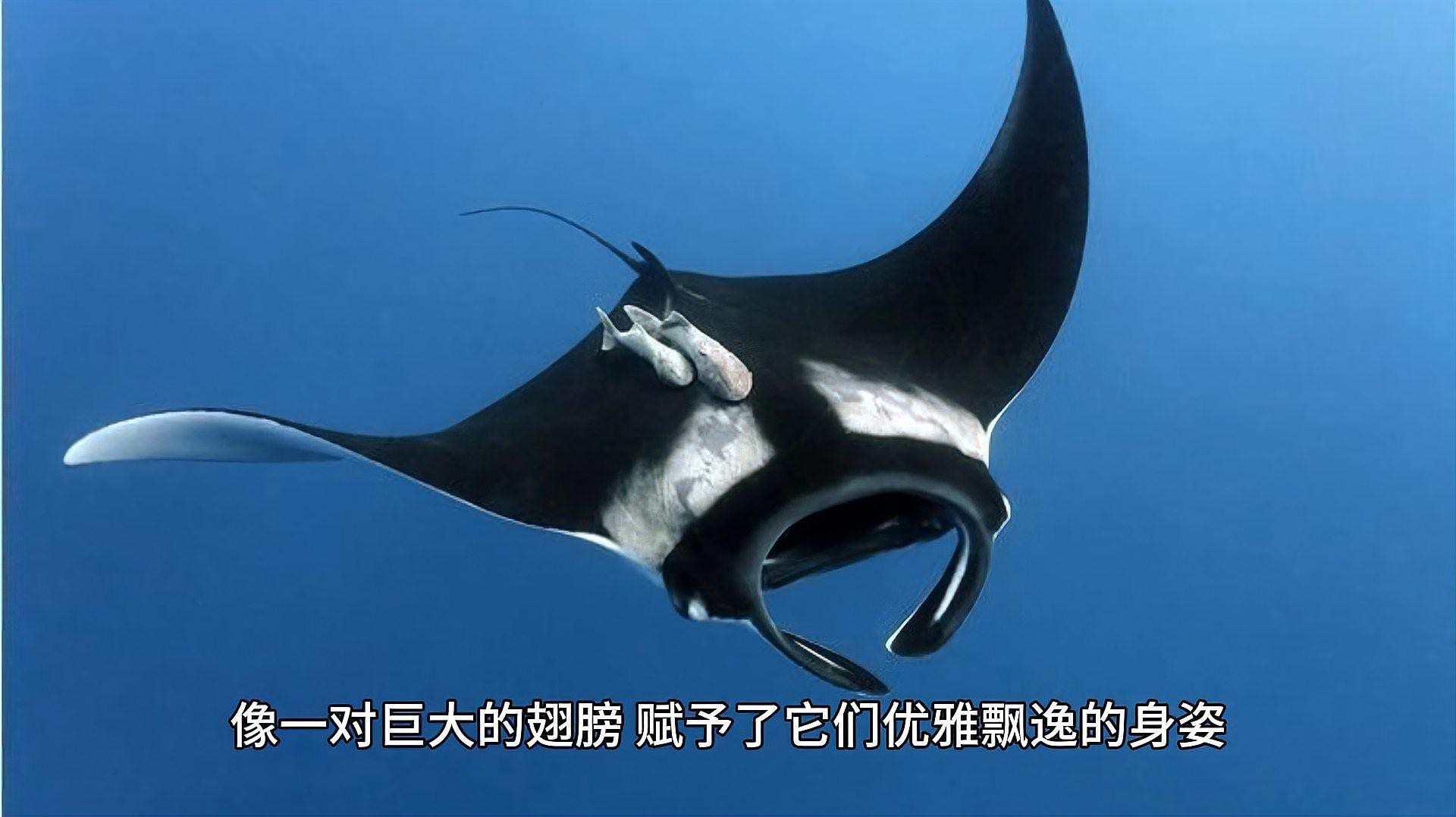 蝠鲼跟鰩魚的區別