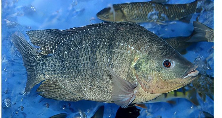 魚(yú)生寶寶是用嘴生的嗎