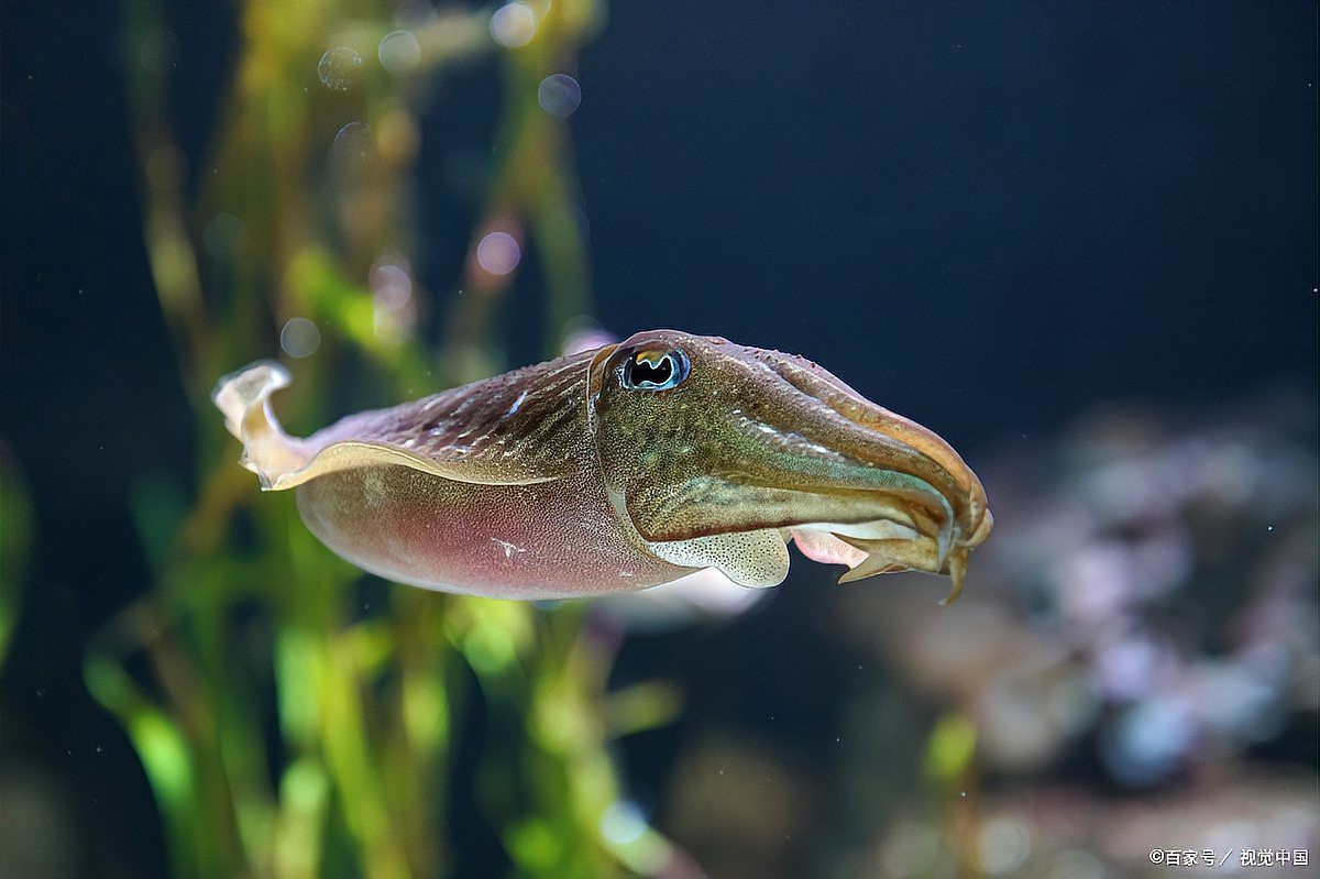 魚(yú)生寶寶是用嘴生的嗎