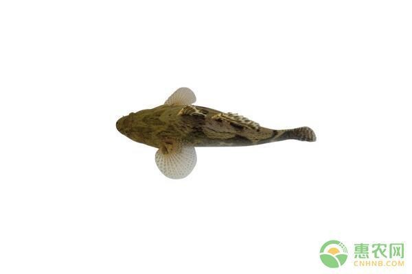水霉和白毛區別