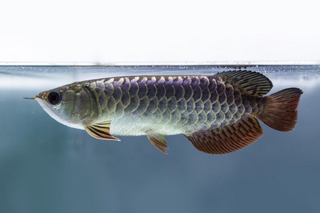 晉城市城區(qū)魚樂水族館（晉城市城區(qū)魚樂水族館電話）