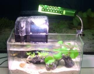 銀龍魚能不能和鯛科魚混養，泰北虎能長多大