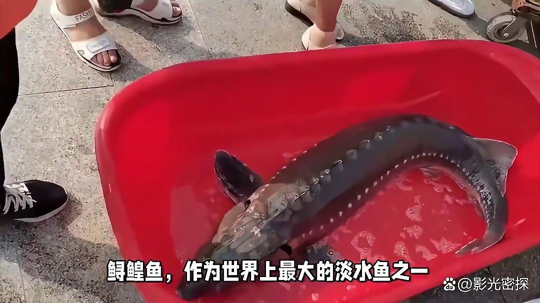 淡水魚最大能長(zhǎng)多少斤