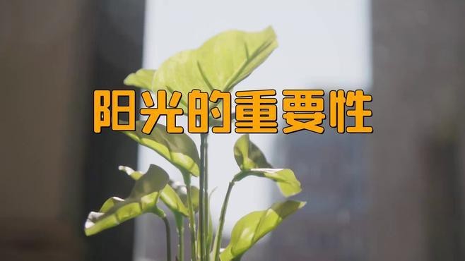環境調控中光線管理的重要性 環境調控中光線管理的重要性 龍魚百科 第1張