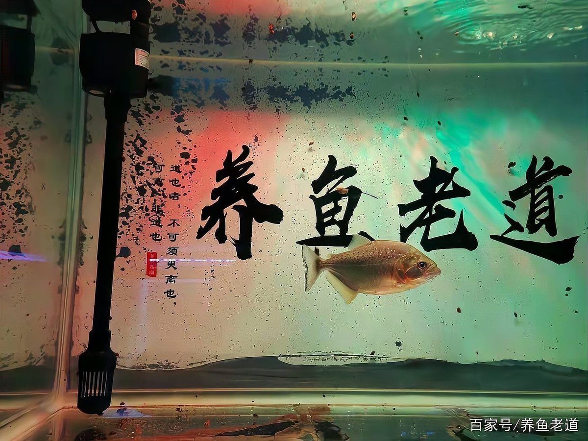 如何選擇合適的龍魚過濾器流量？