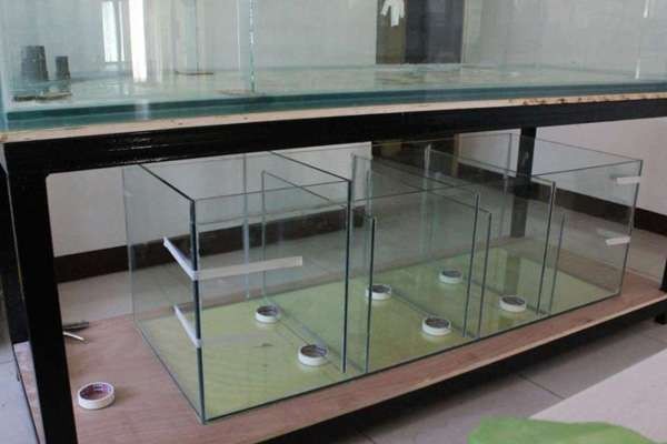如何選擇合適的龍魚過濾器流量？
