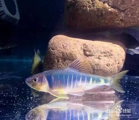 南潯池魚廣告店（南潯魚塘）