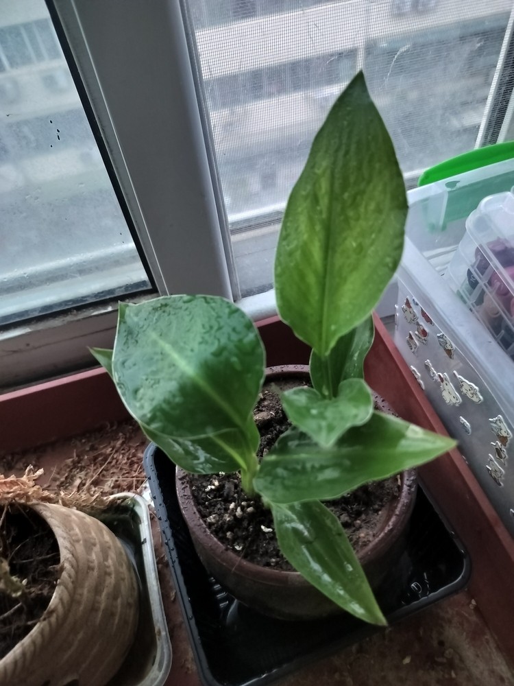 金鉆每天長(zhǎng)勢(shì)