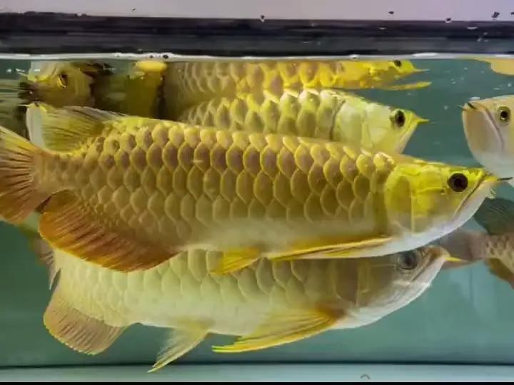龍魚金底和藍(lán)底哪個(gè)好