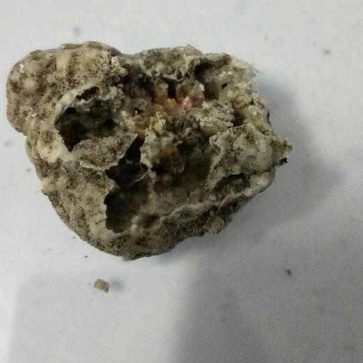 哪里可以購買到真正的龍涎香擺件？ 哪里可以購買到真正的龍涎香擺件？ 龍魚百科 第13張